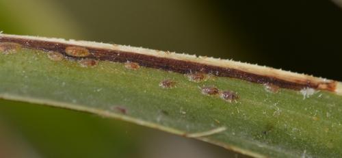 Coccus sp.